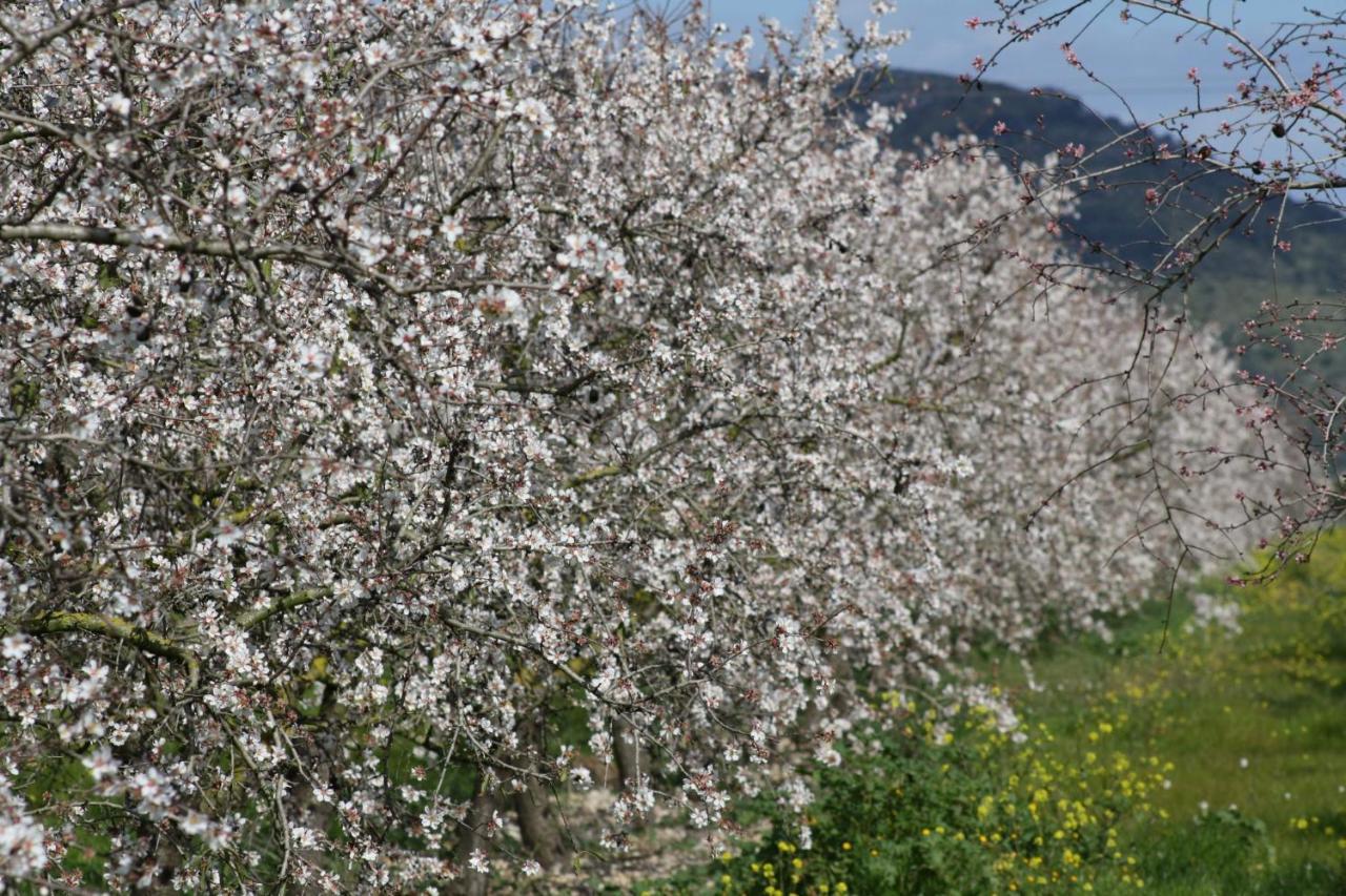 054 Finca Es Bosquerro Etv5362 By Mallorca Charme Santa Margalida Kültér fotó